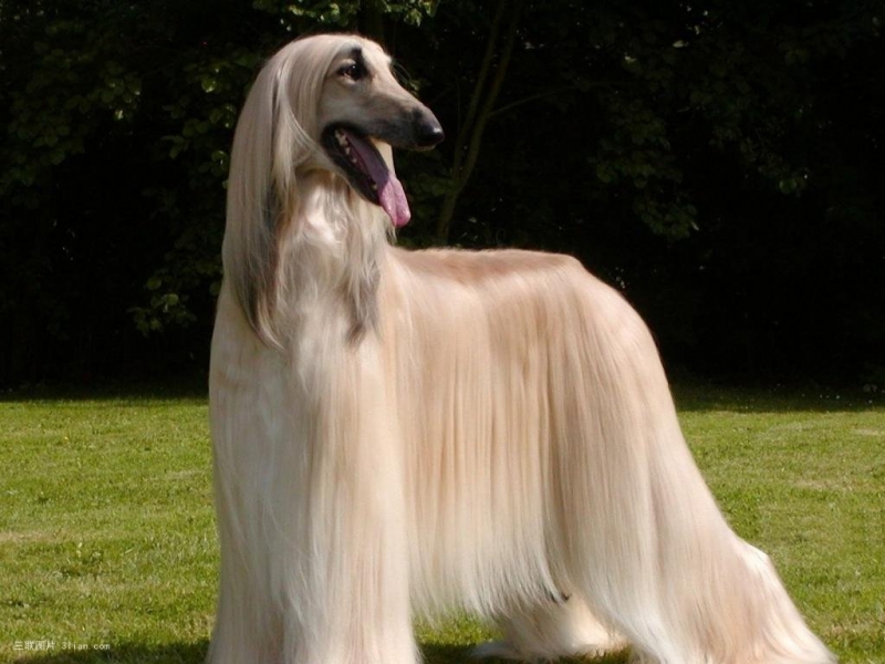 点击大图看下一张:阿富汗猎犬图片