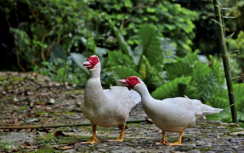 点击大图看下一张:番鸭图片