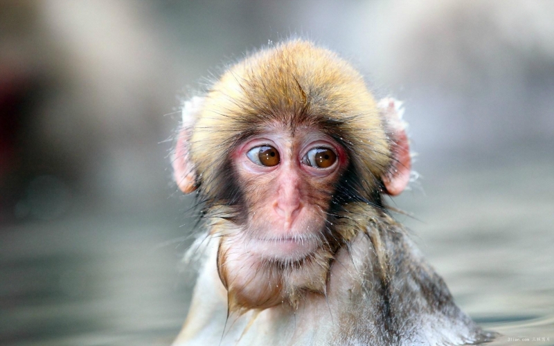 点击大图看下一张：机灵古怪的猴子图片