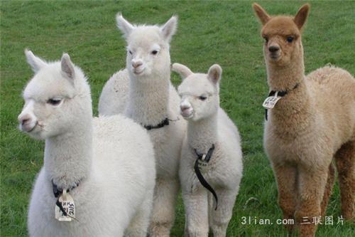 点击大图看下一张：萌萌哒的羊驼图片