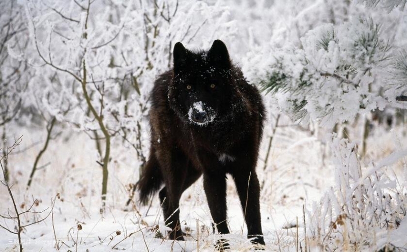 点击大图看下一张：雪地狼的写真图片