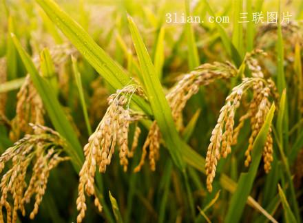 点击大图看下一张：稻谷图片