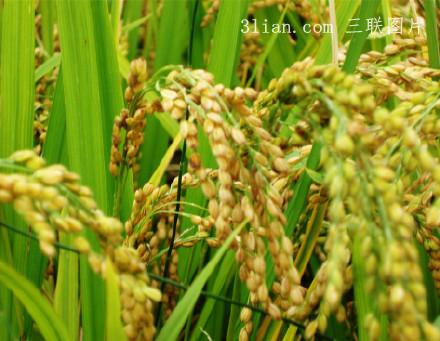 点击大图看下一张：稻谷图片
