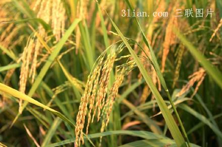 点击大图看下一张：稻谷图片
