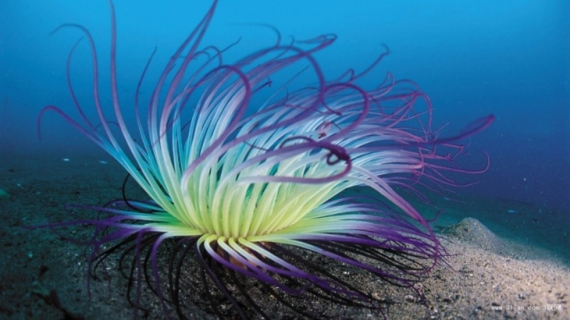 点击大图看下一张：海底藻类植物图片