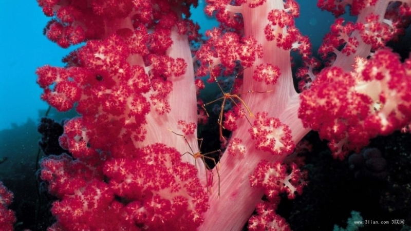点击大图看下一张：海底藻类植物图片