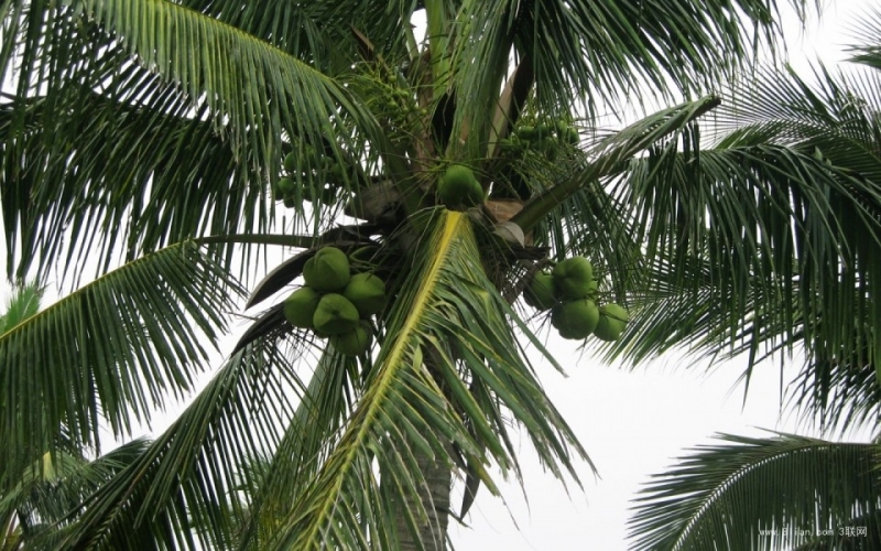点击大图看下一张：椰树风光图片