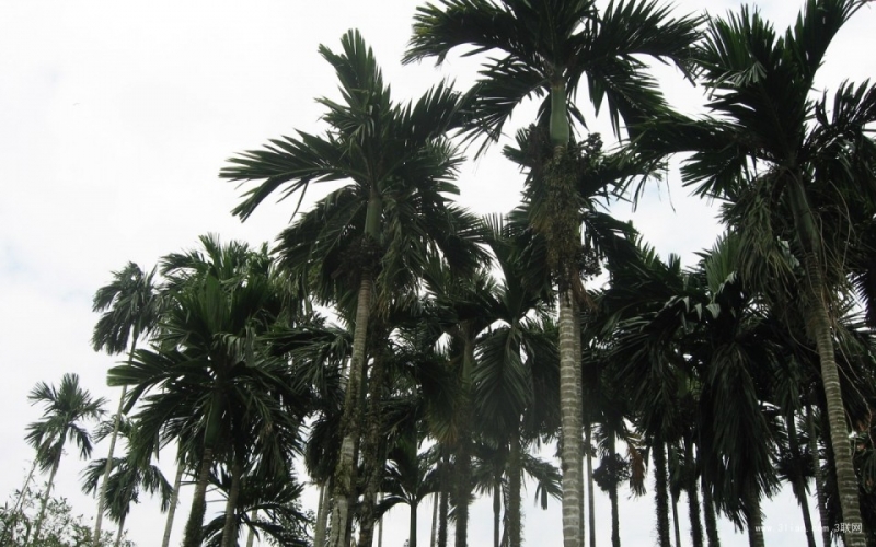 点击大图看下一张：椰树风光图片