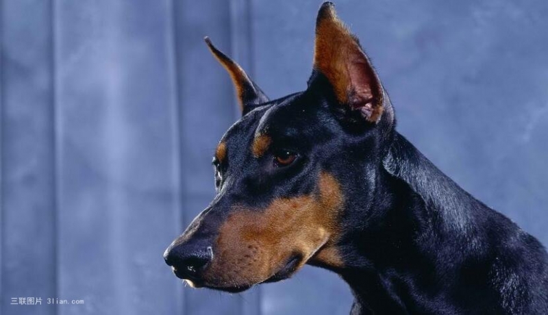 点击大图看下一张：德国杜宾犬图片