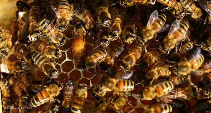 点击大图看下一张：高清蜜蜂蜂巢图片