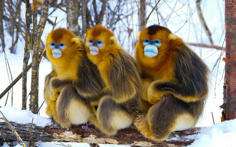 点击大图看下一张：国宝级动物金丝猴图片