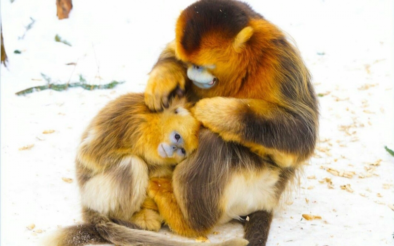 点击大图看下一张：国宝级动物金丝猴图片