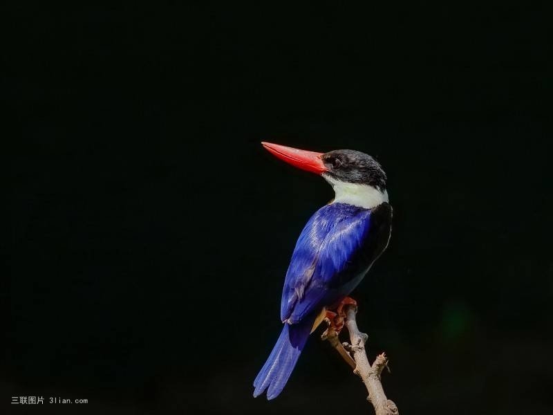 点击大图看下一张：机灵可爱的蓝翠鸟图片