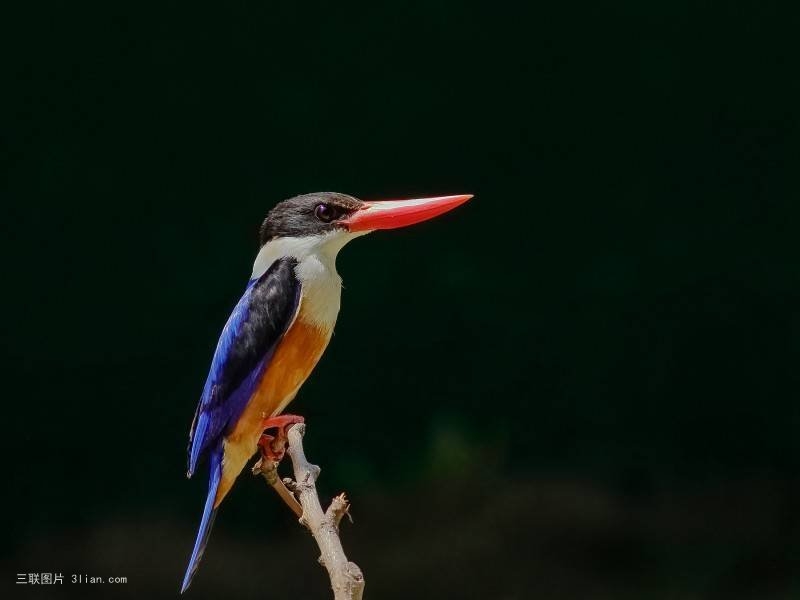 点击大图看下一张：机灵可爱的蓝翠鸟图片