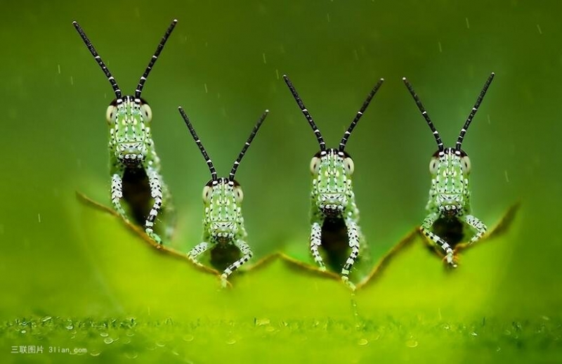 点击大图看下一张：蚂蚱蝗虫图片
