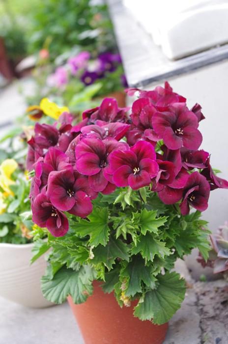 点击大图看下一张：大花天竺葵的图片