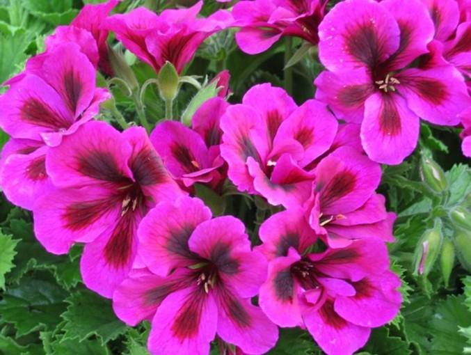 点击大图看下一张：大花天竺葵的图片