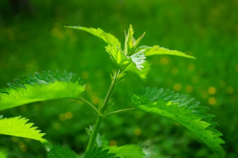 点击大图看下一张：荨麻图片