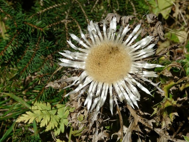 点击大图看下一张：银蓟图片