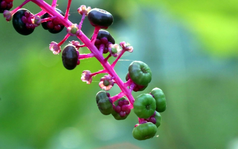 点击大图看下一张:中药商陆花