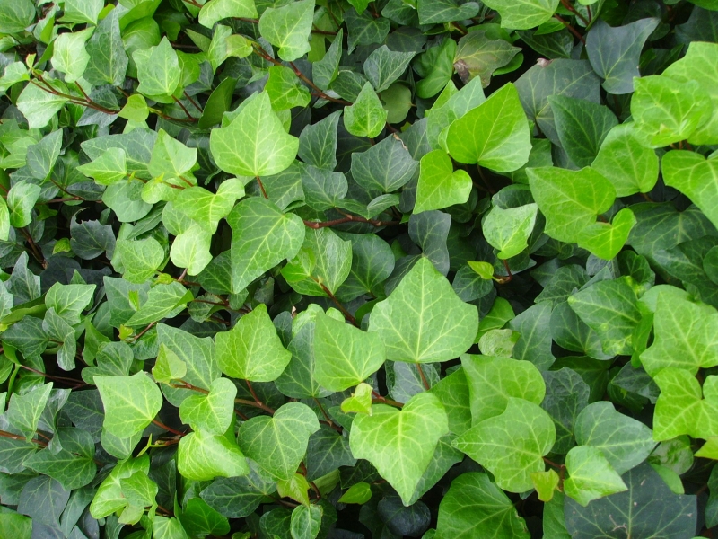 点击大图看下一张：常春藤图片