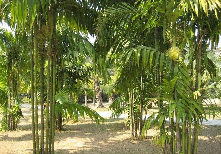 点击大图看下一张：三药槟榔植物