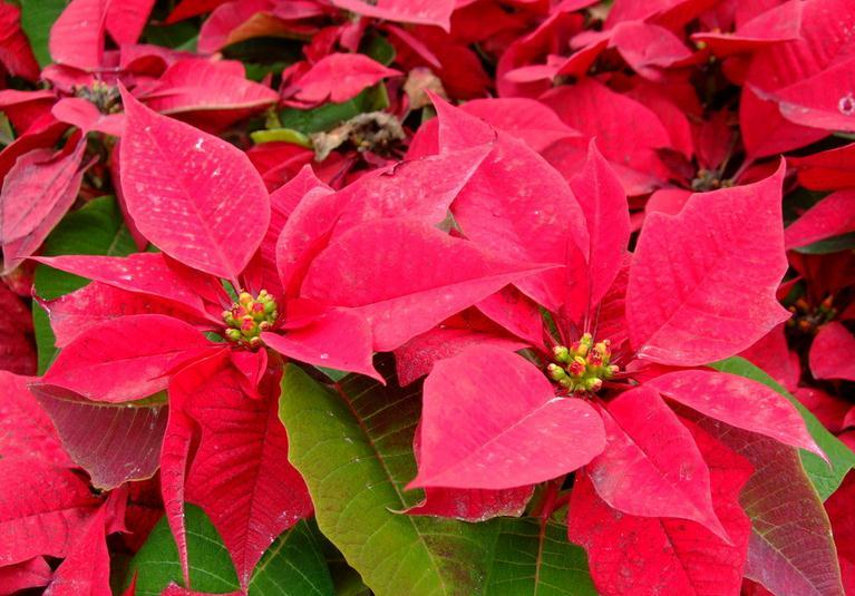 点击大图看下一张：一品红图片