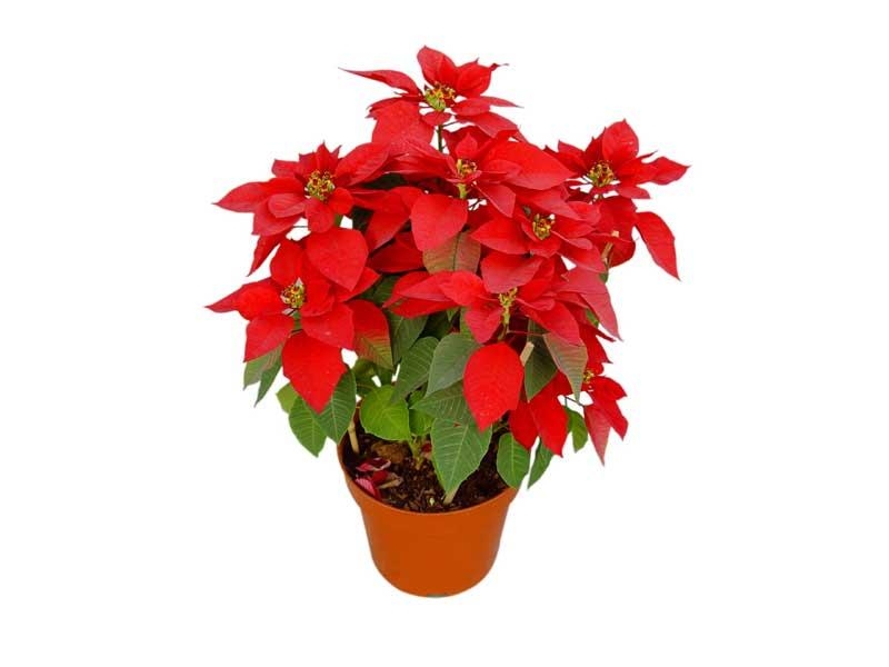 点击大图看下一张：一品红图片