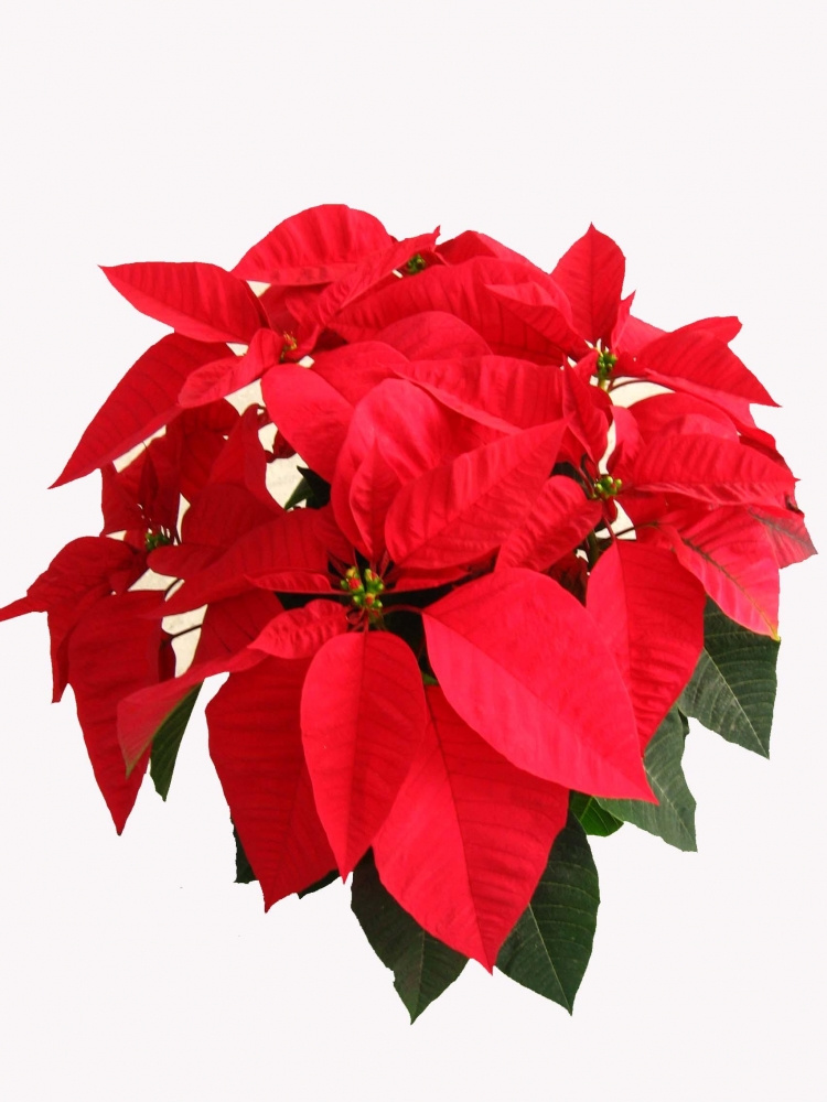 点击大图看下一张：一品红图片