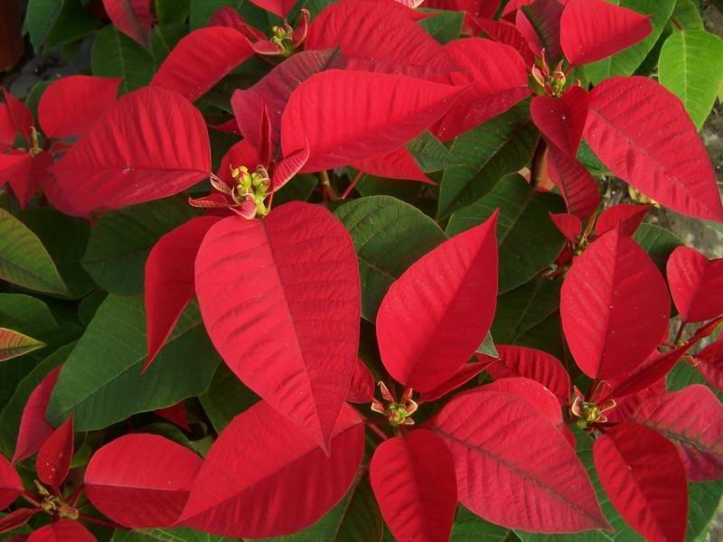 点击大图看下一张：一品红图片