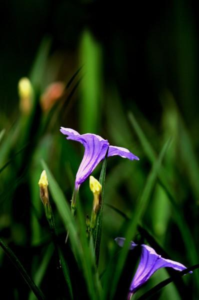 点击大图看下一张：紫叶芦莉草