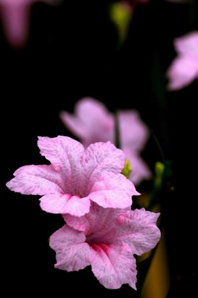 点击大图看下一张：紫叶芦莉草