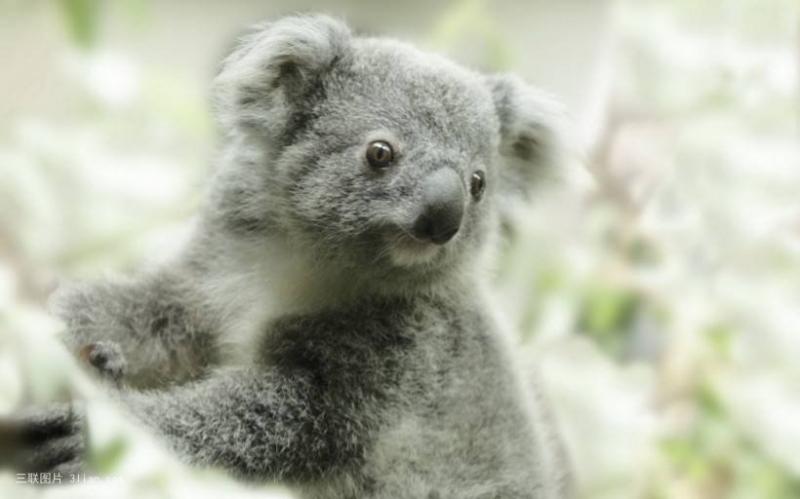 点击大图看下一张：澳大利亚树袋熊考拉图片
