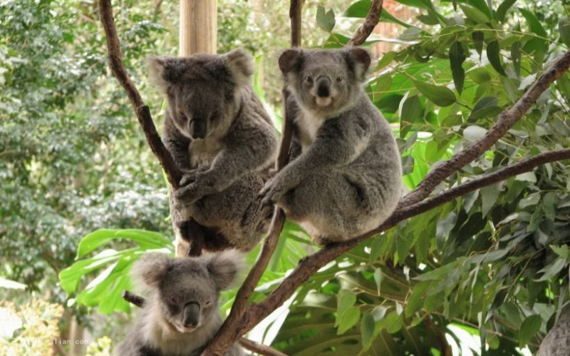 点击大图看下一张：澳大利亚树袋熊考拉图片