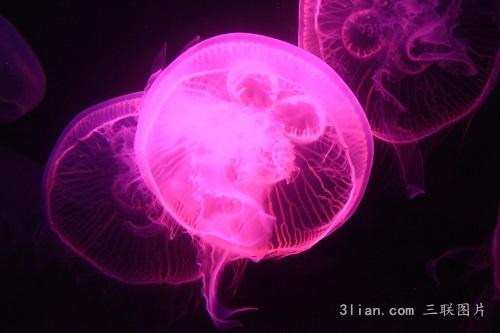 点击大图看下一张：可爱水母图片