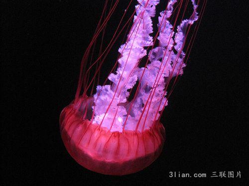 点击大图看下一张：可爱水母图片