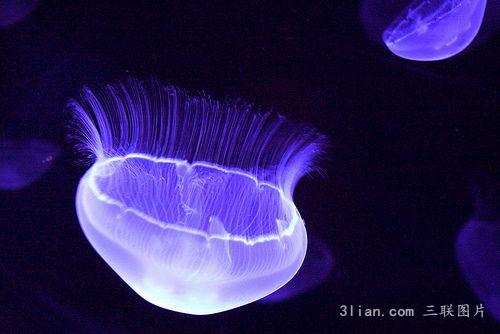 点击大图看下一张：可爱水母图片