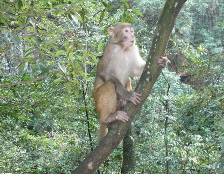 点击大图看下一张：森林的猴子图片