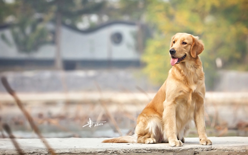 点击大图看下一张:体型较大的金毛犬图片