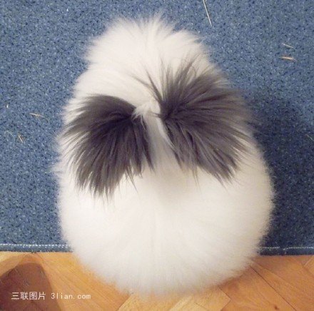 点击大图看下一张:炸了毛的小兔子图片