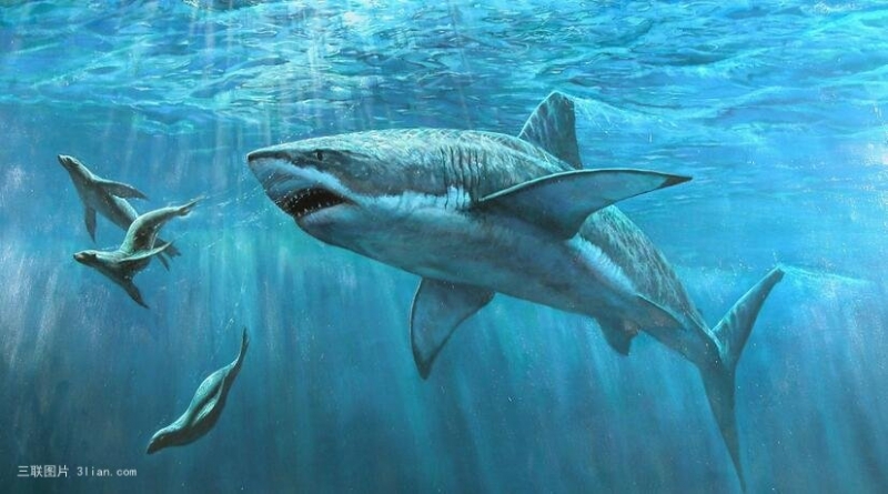 点击大图看下一张：海底的鲨鱼图片