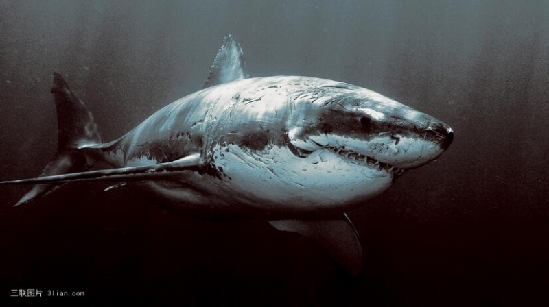 点击大图看下一张：海底的鲨鱼图片