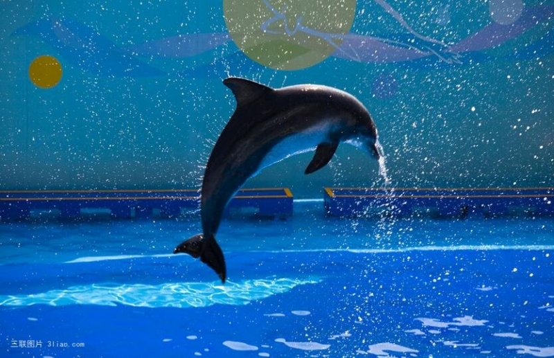 点击大图看下一张：海豚表演风光图片