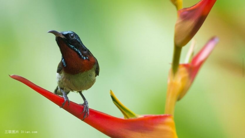 点击大图看下一张：太阳鸟图片