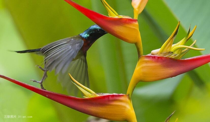 点击大图看下一张：太阳鸟图片