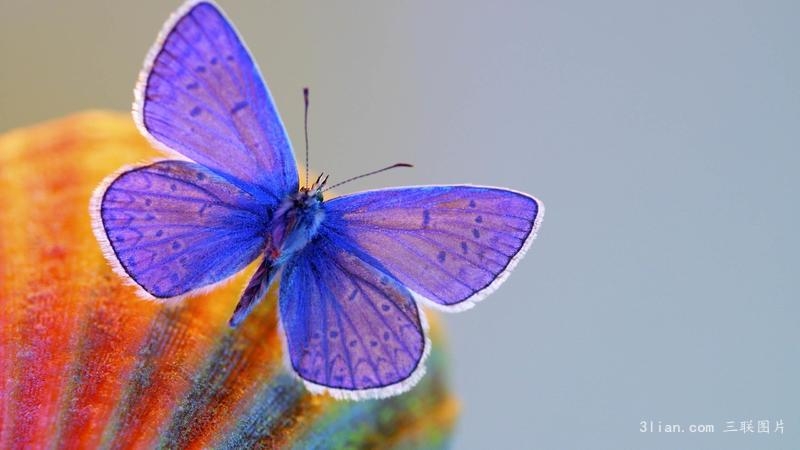 点击大图看下一张：唯美漂亮的蝴蝶图片