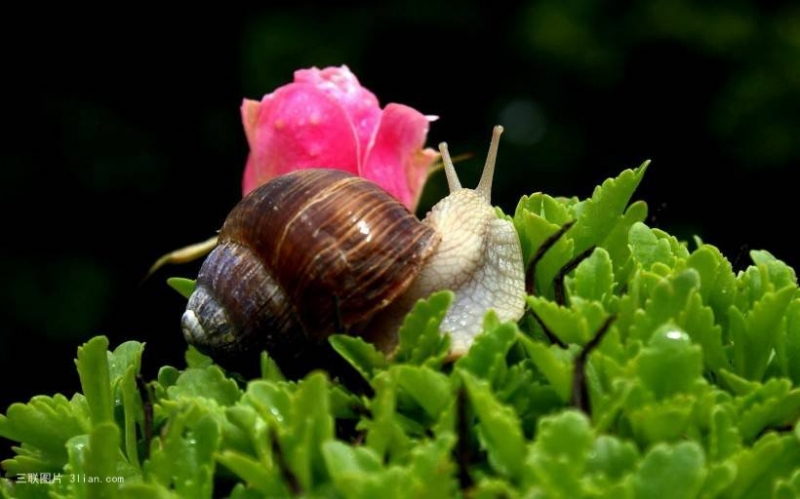 点击大图看下一张：珍贵的白玉蜗牛图片
