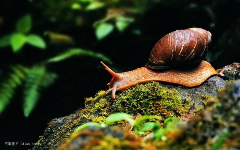 点击大图看下一张：珍贵的白玉蜗牛图片