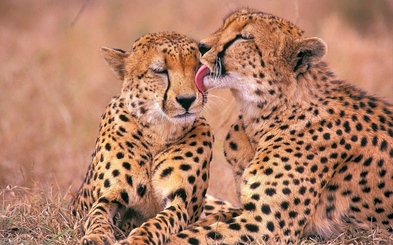 点击大图看下一张：自然野生动物豹子图片