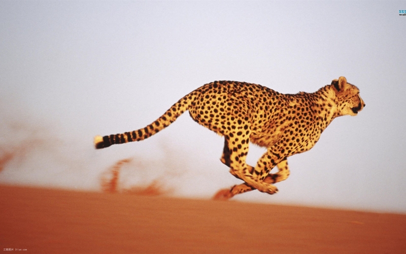 点击大图看下一张：自然野生动物豹子图片